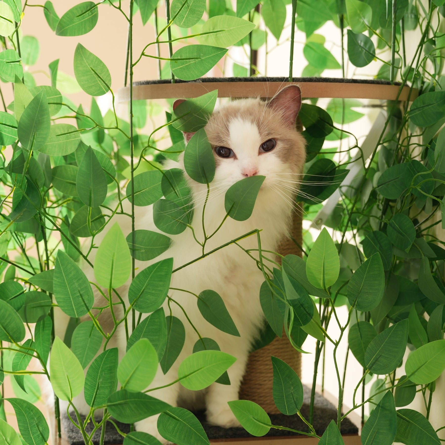 Arbre à chat plant vert, feuilles amovibles 4 plateformes stable et ét ...